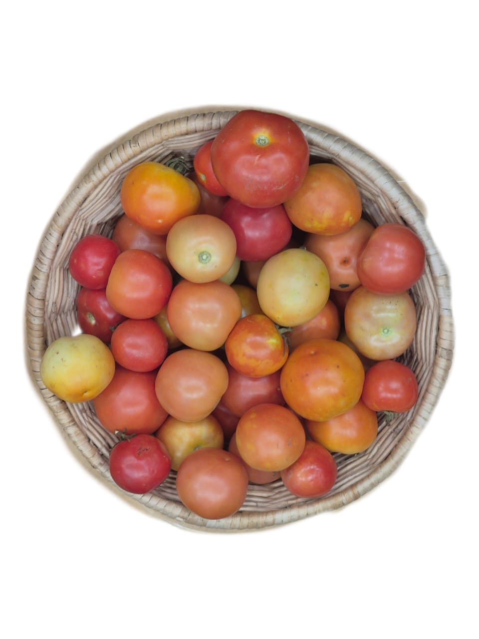 Tomato
