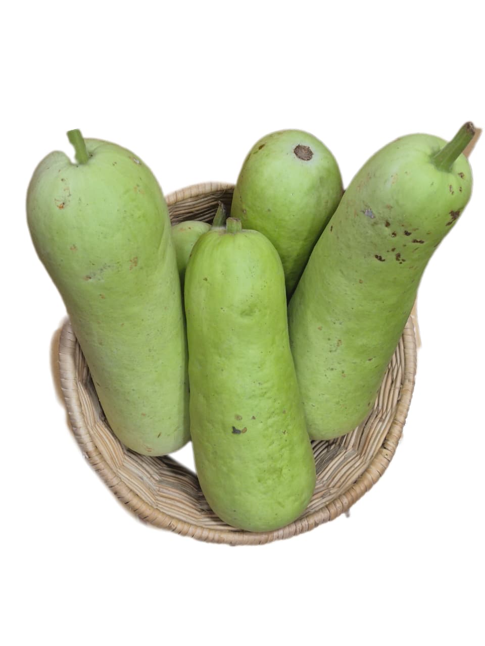 Bottle Gourd Long