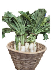 White Raddish