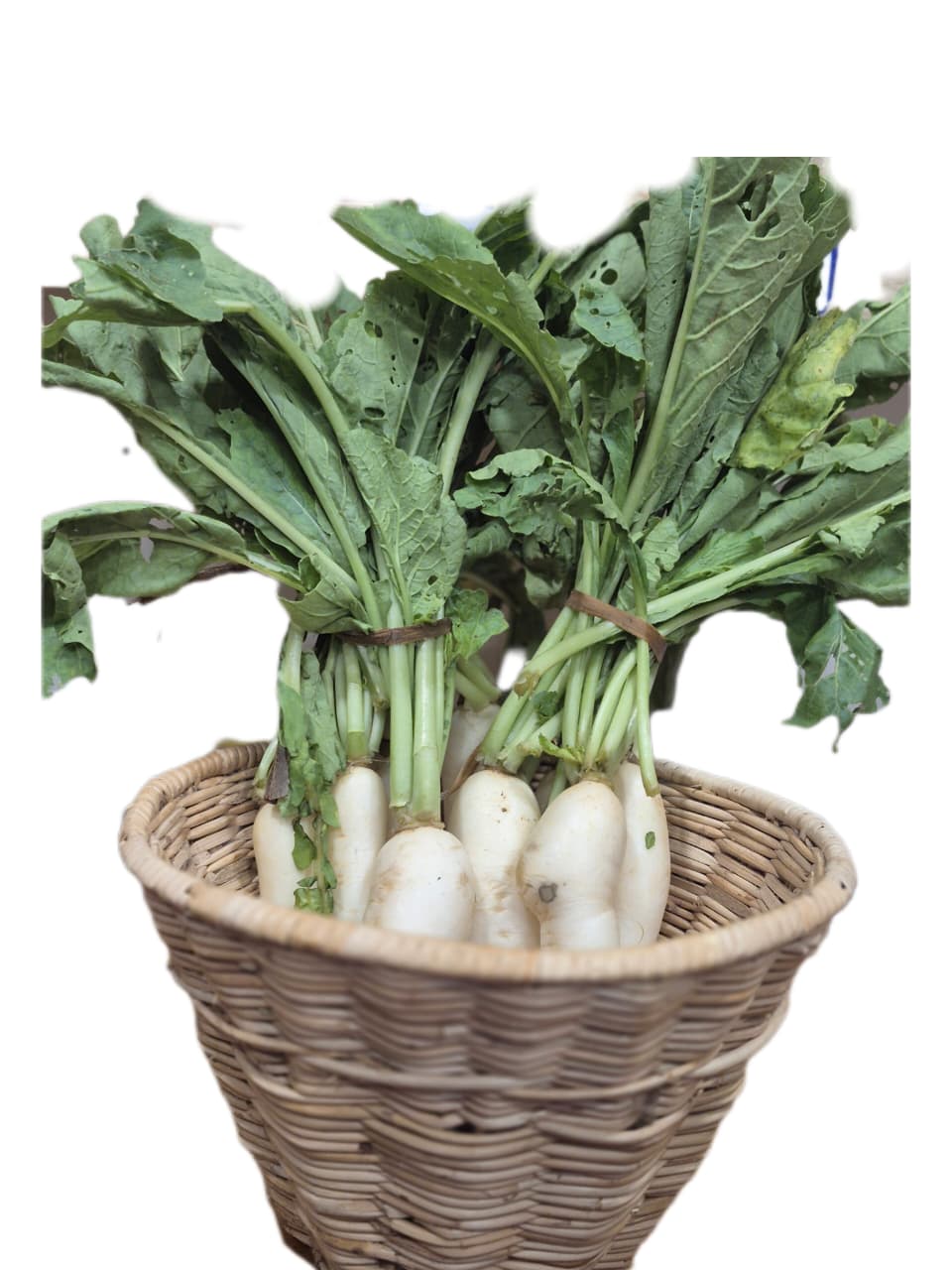 White Raddish